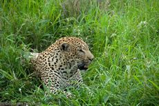 leopard (5 von 60).jpg